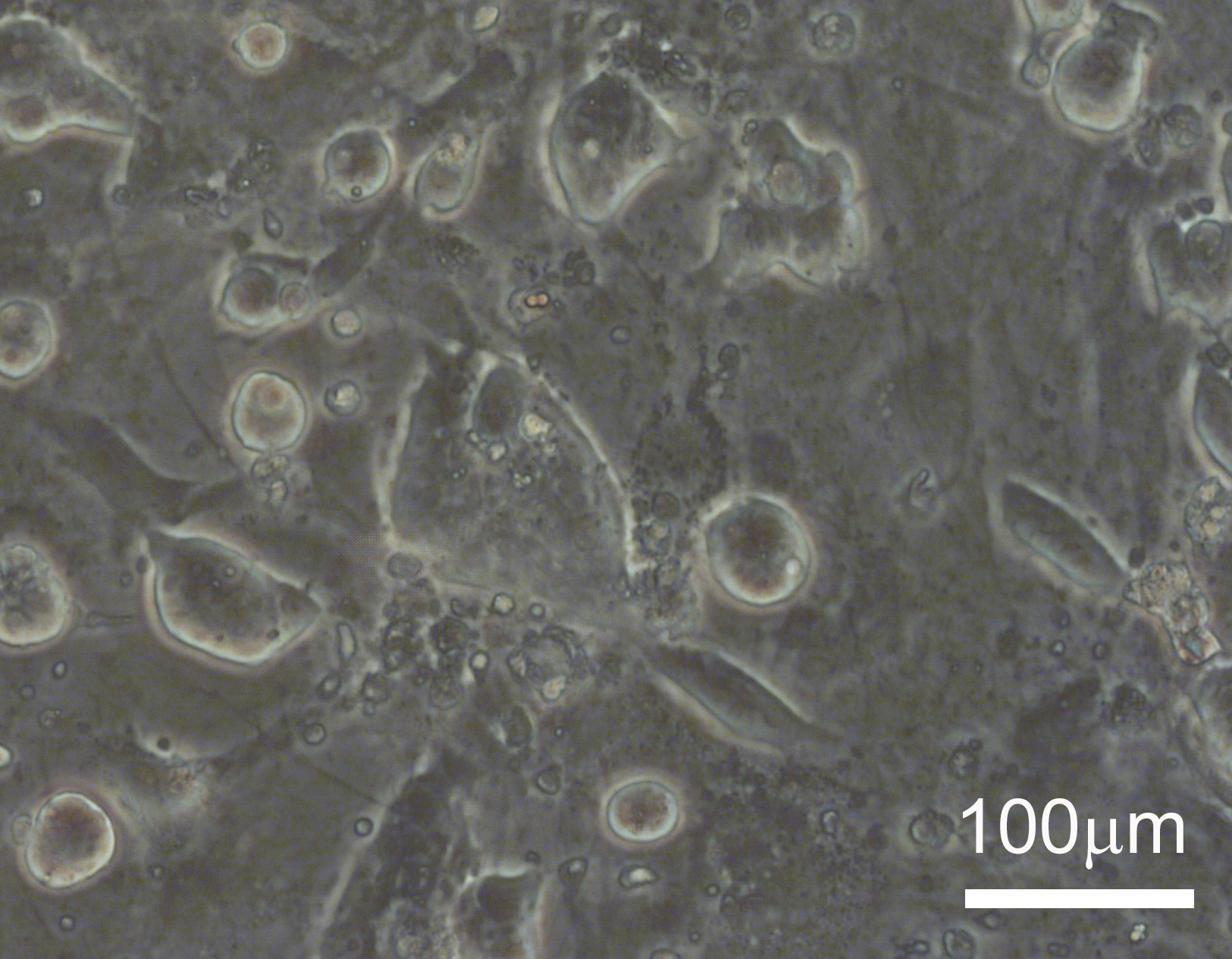 Epiblast-like marmoset embryonic stem cells