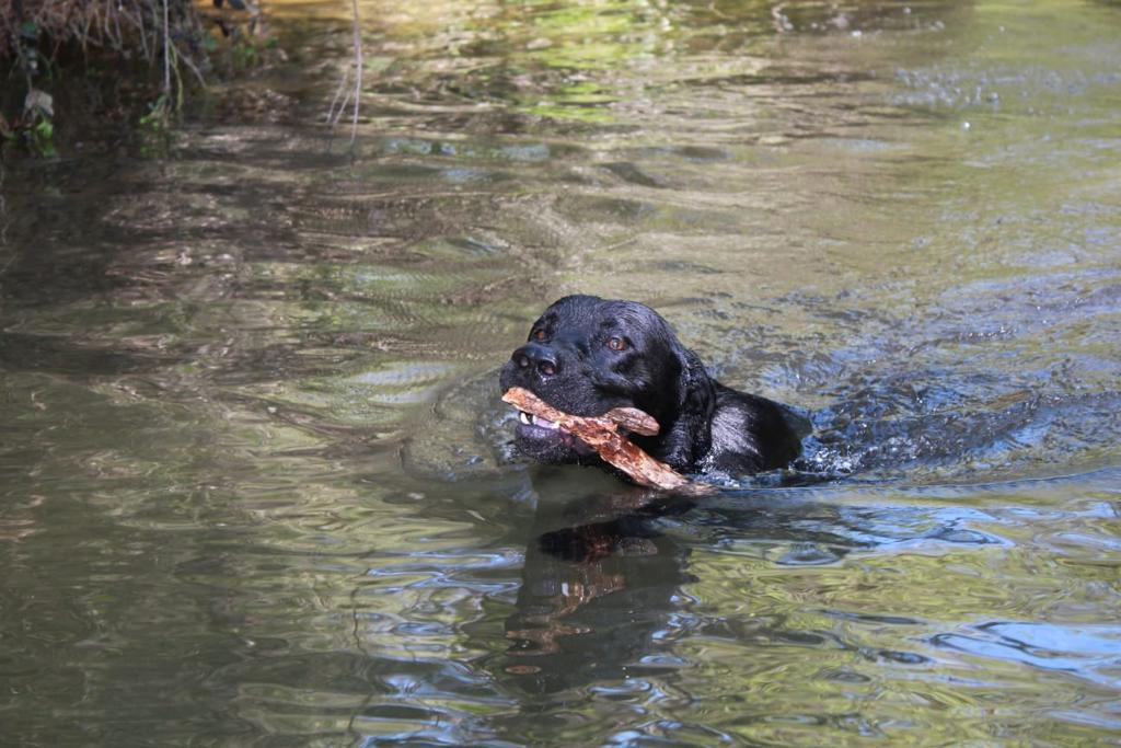 Labrador swimming