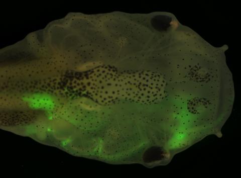  As an embryo, this tadpole received a neural crest tissue graft on its right side from a Green Fluorescent Protein transgenic donor embryo. As a result, the neural crest-derived structures, such as the jaws, 