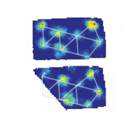 Firing fields of a grid cell recorded in two enclosures, a rectangle (above) and a left trapezoid (below). The north and east walls  of the two boxes have the same dimensions but a corner has been shaved off the rectangle to create the trapezoid. The disp