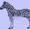 zebra.jpg