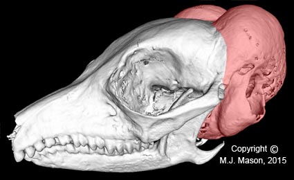 icro-CT scan of the skull of the extraordinary elephant-shrew Macroscelides. Its middle ear cavities, contained within the swollen regions of the skull which are shaded in red, have a combined volume 30% greater than brain volume! See Mason (2015).