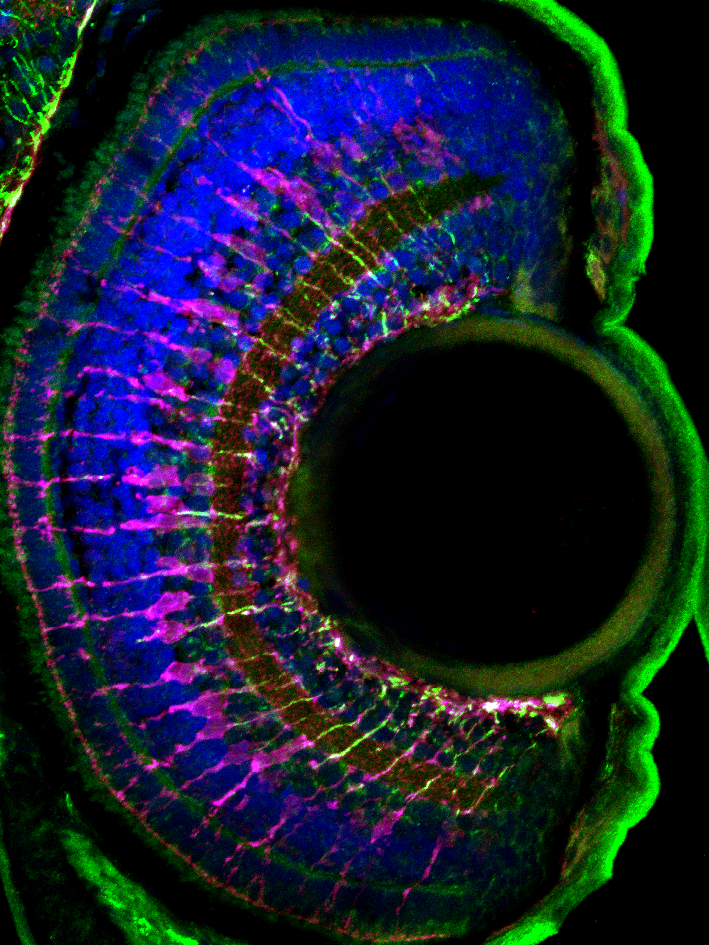 Zebrafish retina showing Muller cells in purple and green. Recent work from the lab shows that these cells provide mechanical resilience to the retina.