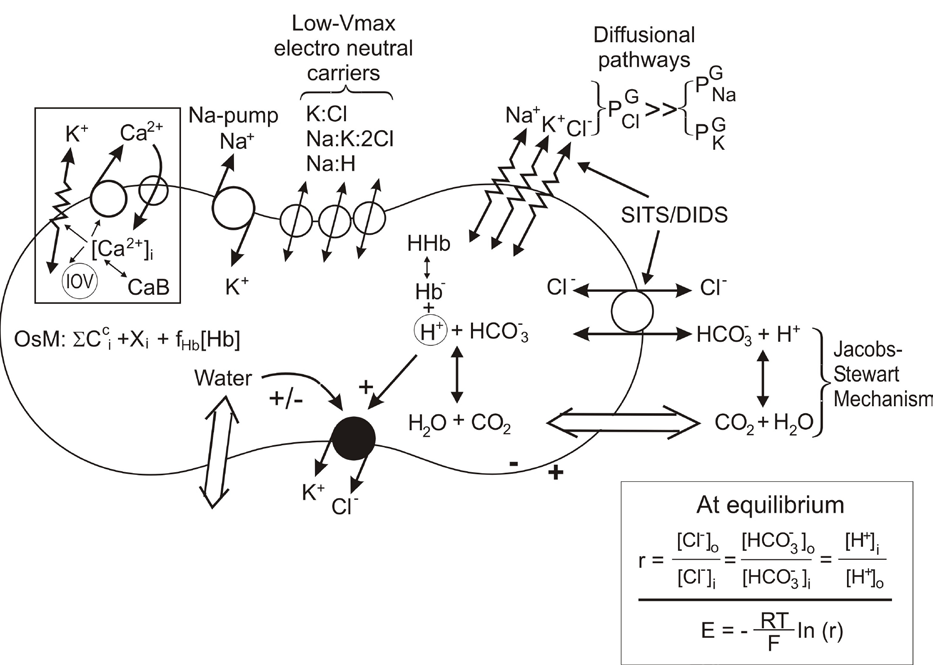 Components that participate in a basic formulation of a model of human red blood cell homeostasis (J. Membrane Biol. 1986, 92, 57-74; J. Clin. Invest. 1991, 87, 100-112; Physiol. Rev. 2005, 85, 179-200; PLoS Computational Biology. 2009, 5, e1000339)