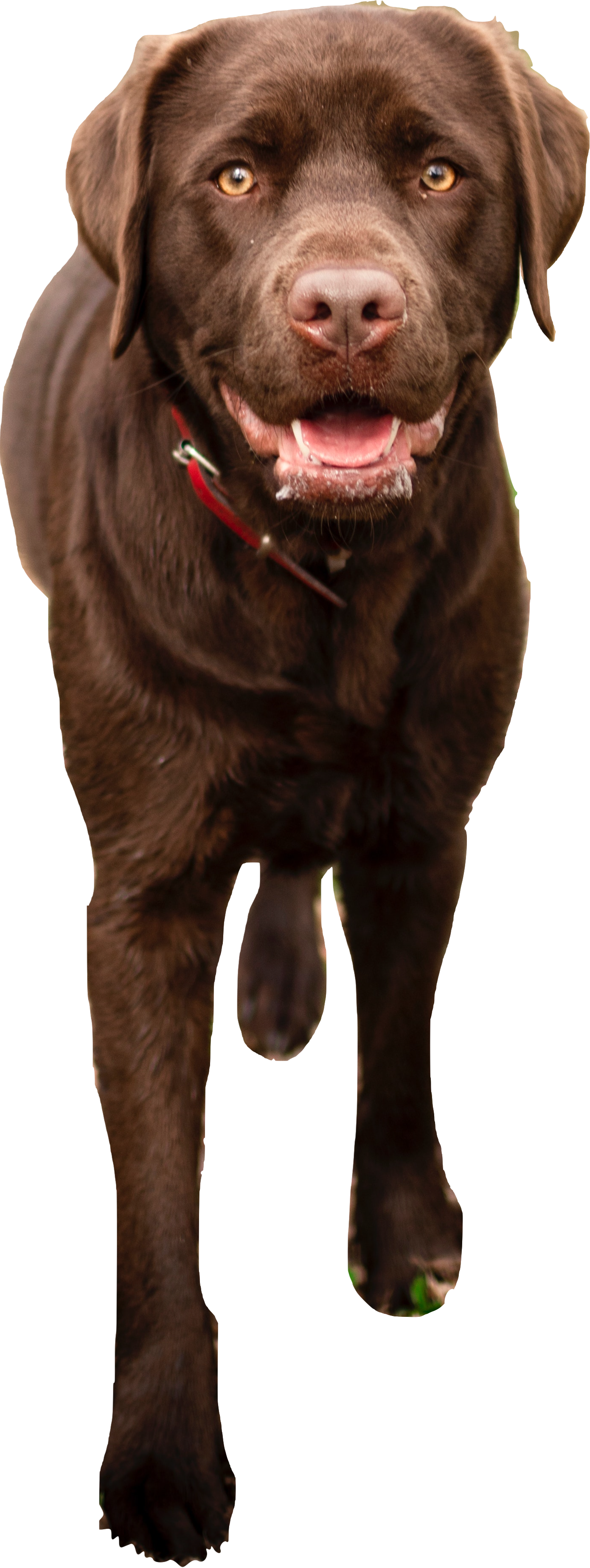 Labrador retriever Labrador Retreiver