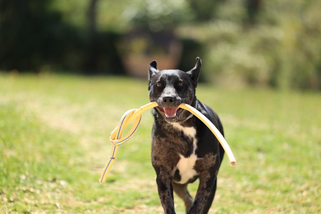 Happy dog