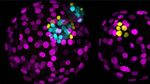 Two human embryos, with (left) and without (right) the gene NANOG