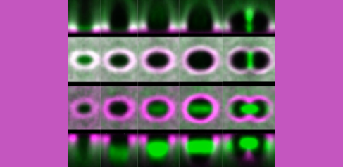 Control of the orientation of planar division in a Drosophila embryonic epithelium