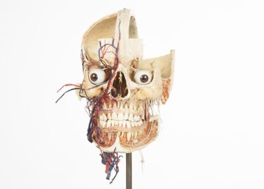 Skull
