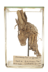 legtrasp13