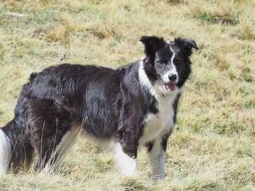 Fit dog
