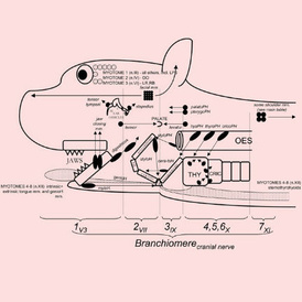 Schematic representation of the segmental origins of the mammalian head, David Bainbridge, 2010
