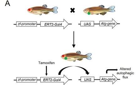 Schematic of zebrafish inducible gene expression system.