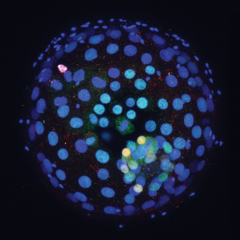 Control Human embryo OCT4 green NANOG red