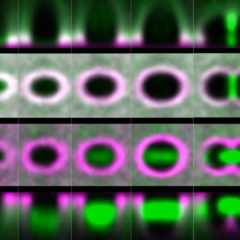 Control of the orientation of planar division in a Drosophila embryonic epithelium
