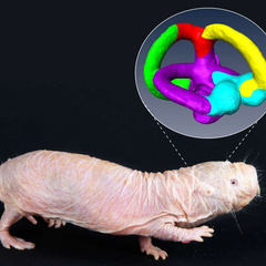 Picture of a naked mole-rat with an image of semi-circular canals