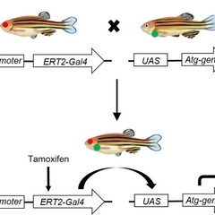 Schematic of zebrafish inducible gene expression system.