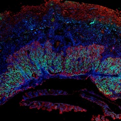 Immunofluorescence image of a mouse E12.5 placenta.  The red and green fluorescence stain for the two layers of syncytiotrophoblast within the placental labyrinth – the primary site for nutrient exchange between mother and foetus