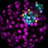 Two human embryos, with (left) and without (right) the gene NANOG