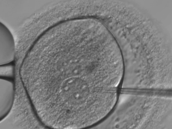 Embryo microinjection