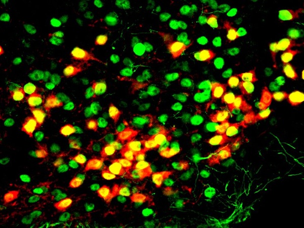 Estrogen receptors and kisspeptin neurons