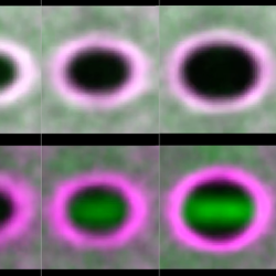 Control of the orientation of planar division in a Drosophila embryonic epithelium