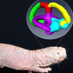 Picture of a naked mole-rat with an image of semi-circular canals