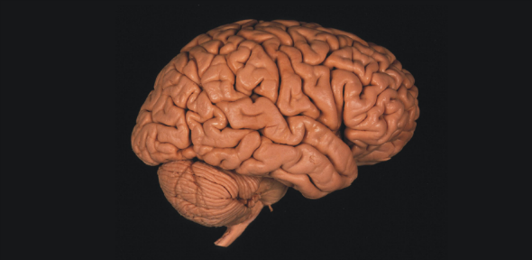 brain carousel brain carousel