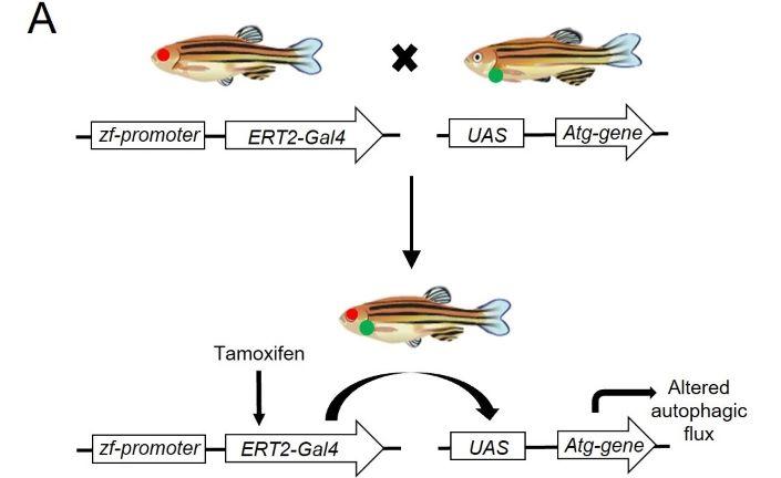 Schematic of zebrafish inducible gene expression system. Schematic of zebrafish inducible gene expression system.