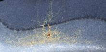Dr Steve Edgley's picture