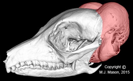 icro-CT scan of the skull of the extraordinary elephant-shrew Macroscelides. Its middle ear cavities, contained within the swollen regions of the skull which are shaded in red, have a combined volume 30% greater than brain volume! See Mason (2015). 