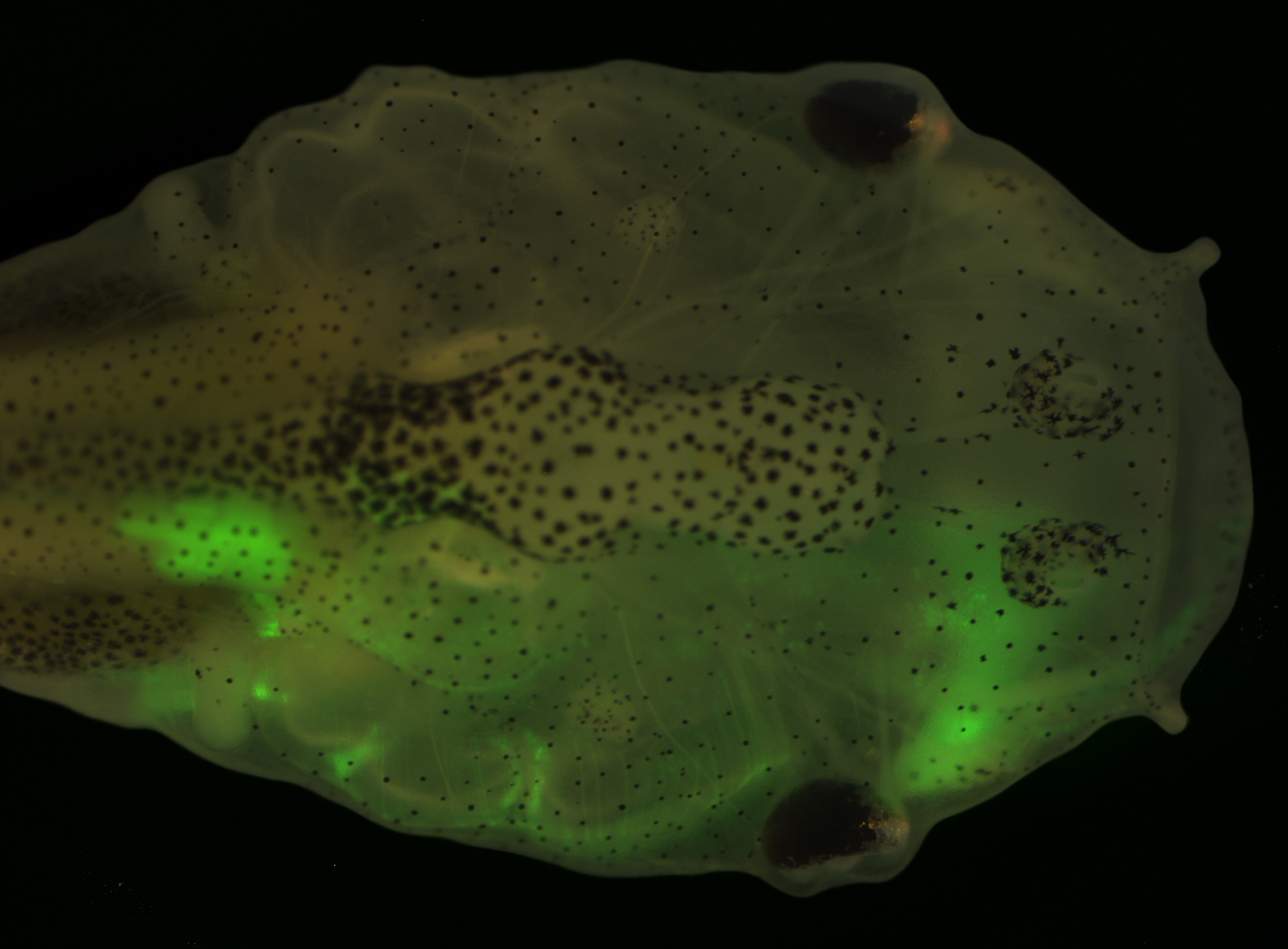 Labelling the embryonic neural crest in frogs: As an embryo, this tadpole received a neural crest tissue graft on its right side from a Green Fluorescent Protein transgenic donor embryo. As a result, the neural crest-derived structures, such as the jaws, 
