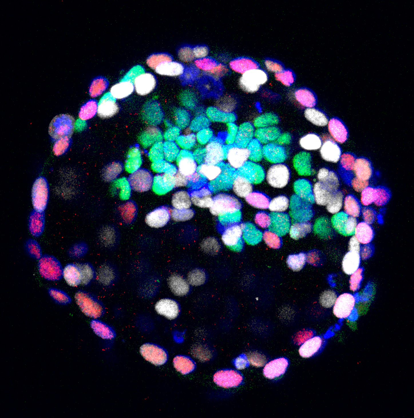 Marmoset blastocyst stained with markers of the three lineages: epiblast, hypoblast and trophoblast.