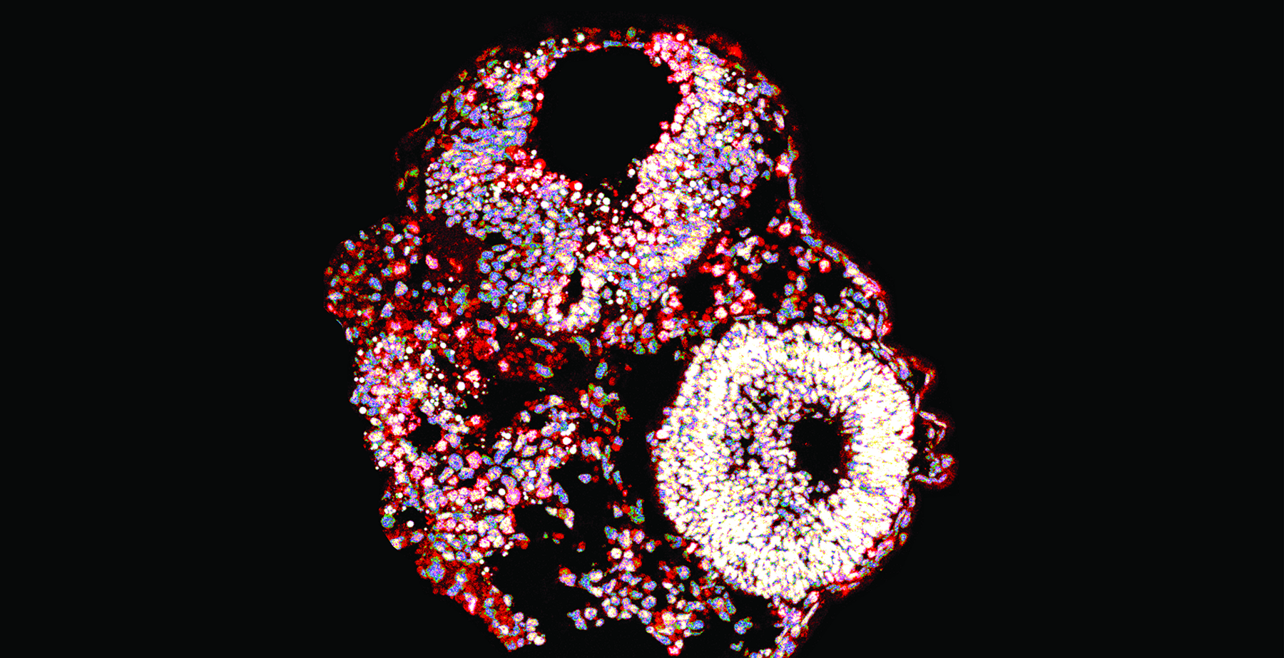  Xenopus embryo cross-section with labelled cell nuclei