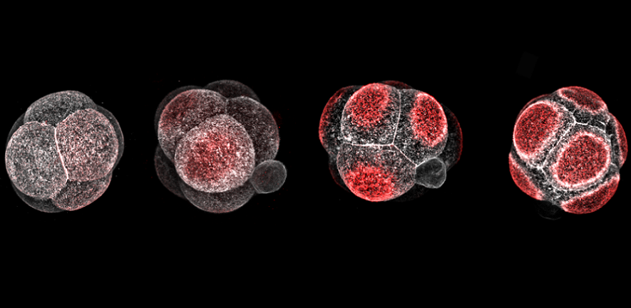 embryosmagda.jpg
