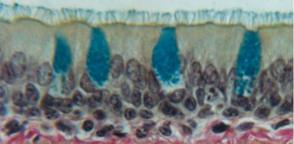 Epithelium   trachea carousel