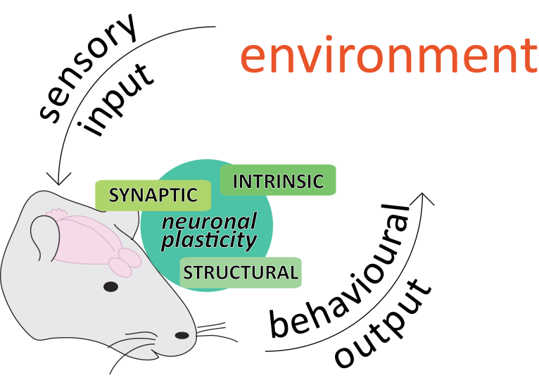 Schematic representation of the lab focus: we study the interactions between organisms and the environment, and how neuronal plasticity is shaped by and shapes them.
