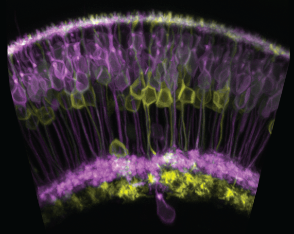 Zebrafish retina showing on and off bipolar cells in purple and yellow