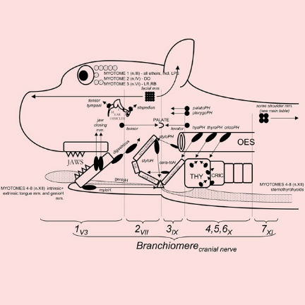 Schematic representation of the segmental origins of the mammalian head, David Bainbridge, 2010