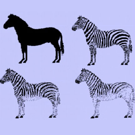  Disruptive coat patterns in zebras, John Grandage, mid 1990s 