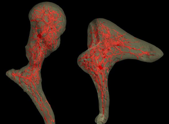 Micro-CT study reveals the internal vascular architecture of some of the smallest bones in the body