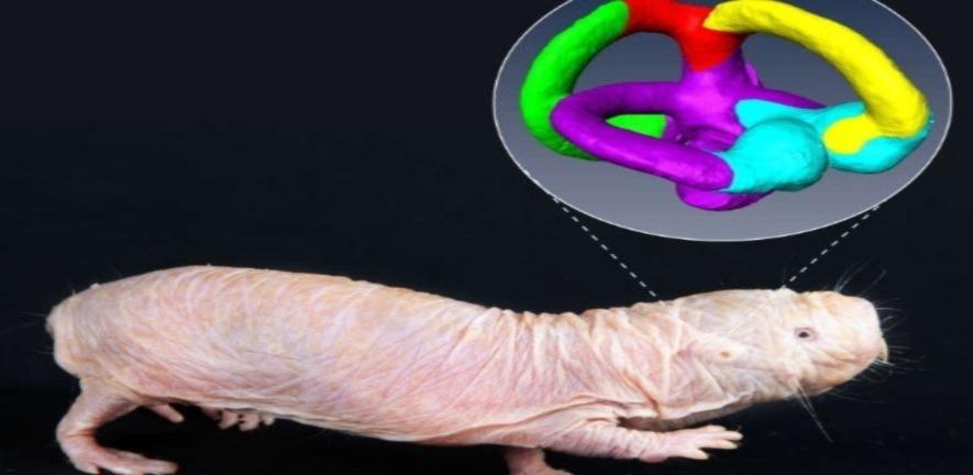 picture of mole rat with image of semi-circular canals