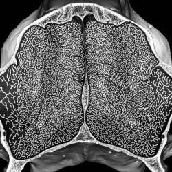 Former PDN student awarded Anatomical Society Best Image prize