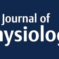 Low thyroid hormone before birth alters growth and development of fetal pancreas