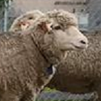 Studies begin on first Huntington’s disease sheep imported to UK