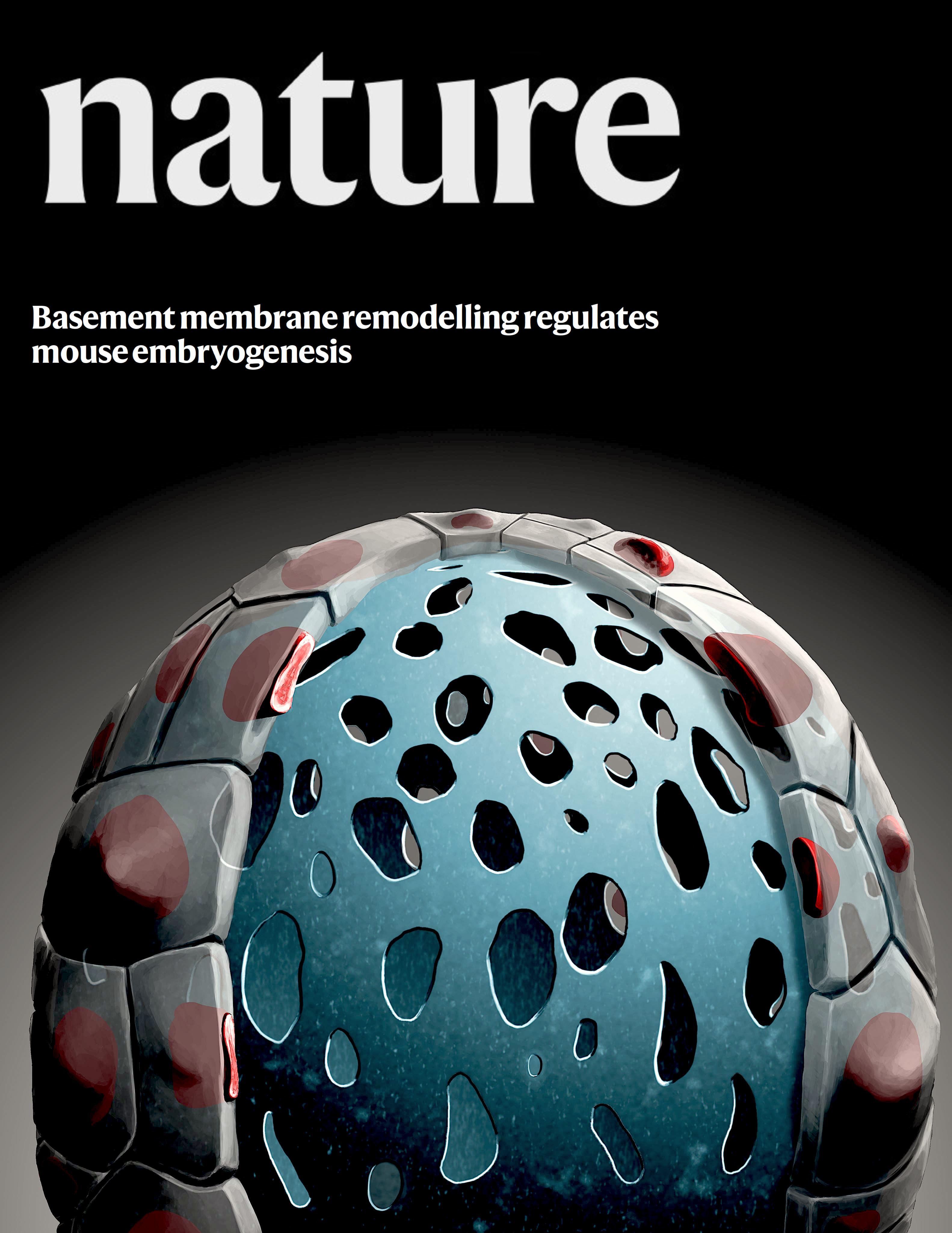 Basement membrane remodelling regulates development