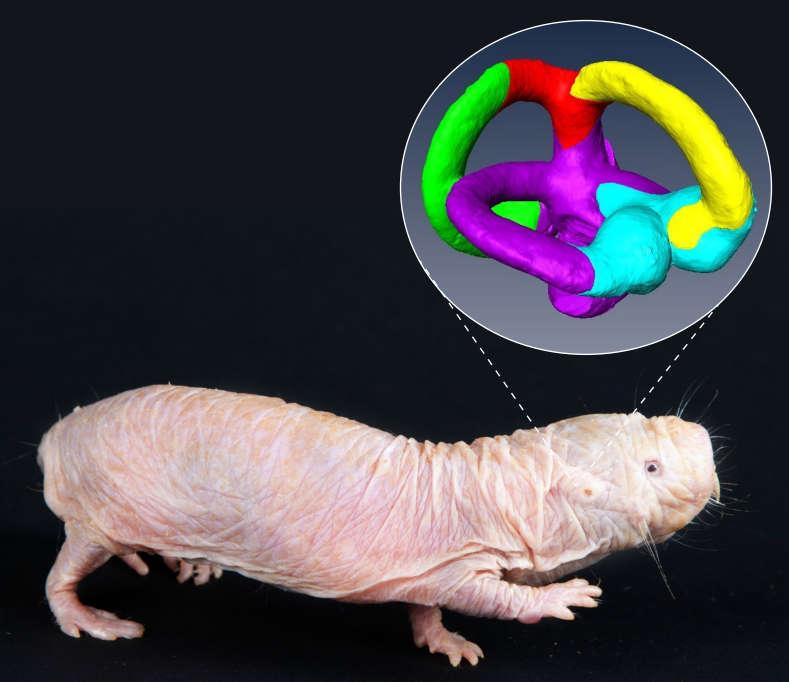 Picture of a naked mole-rat with an image of semi-circular canals