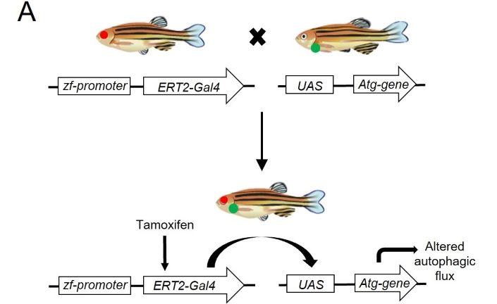 Schematic of zebrafish inducible gene expression system.