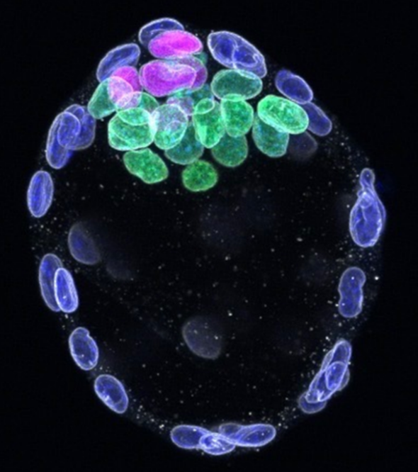 picture showing embryonic tissue cells