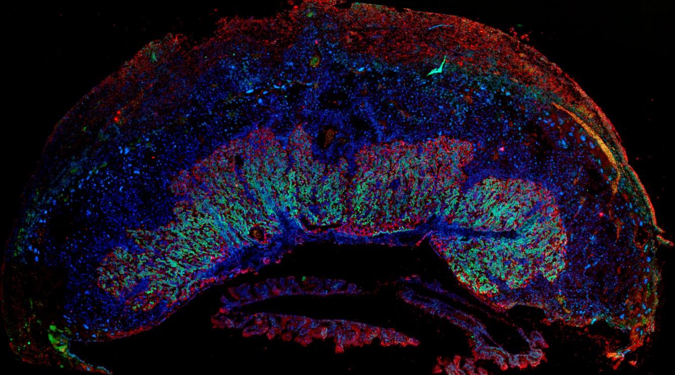 Immunofluorescence image of a mouse E12.5 placenta.  The red and green fluorescence stain for the two layers of syncytiotrophoblast within the placental labyrinth – the primary site for nutrient exchange between mother and foetus